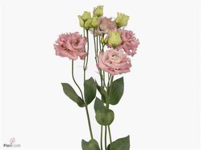Eust Du Alissa Pink