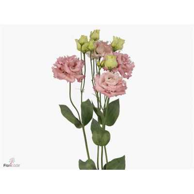 Eust Du Alissa Pink