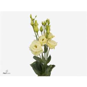 Eust Du Alissa Yellow