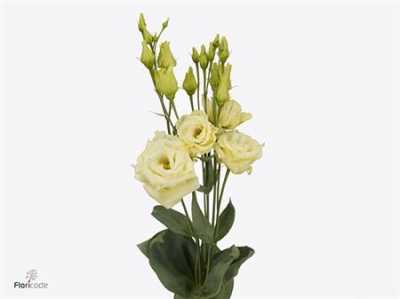 Eust Du Alissa Yellow