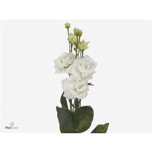 Eust Du Allissa Pure White