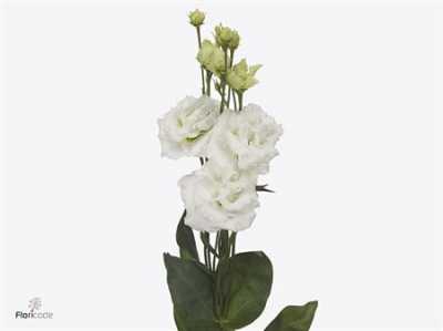 Eust Du Allissa Pure White
