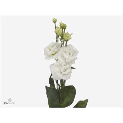 Eust Du Allissa Pure White