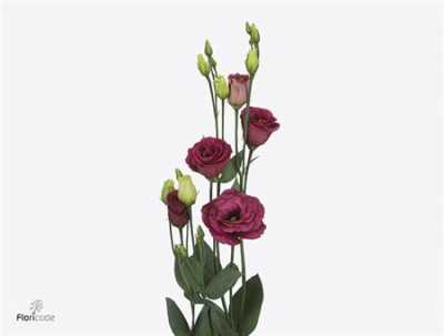 Eust Du Arosa Red