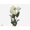 Eust Du Celebrich White