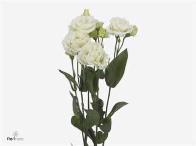 Eust Du Celebrich White