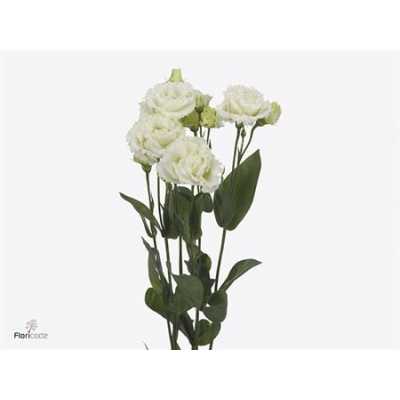 Eust Du Celebrich White