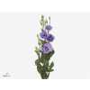 Eust Du Corelli Lavender