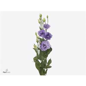 Eust Du Corelli Lavender