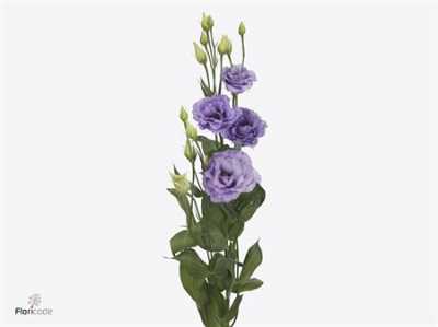 Eust Du Corelli Lavender