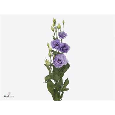 Eust Du Corelli Lavender