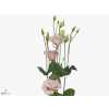 Eust Du Corelli Light Pink