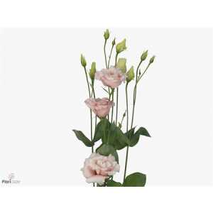 Eust Du Corelli Light Pink