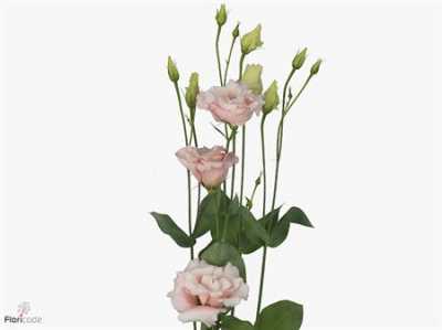 Eust Du Corelli Light Pink