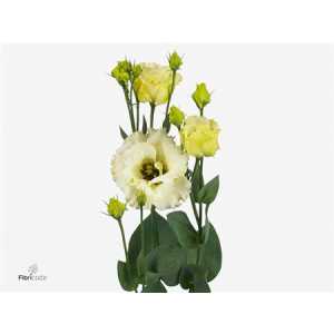 Eust Du Corelli Yellow