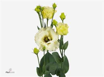 Eust Du Corelli Yellow