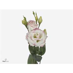 Eust Du Croma Bridal Kiss