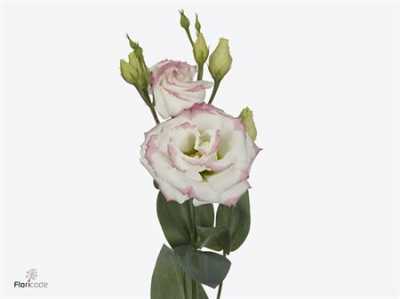 Eust Du Croma Bridal Kiss