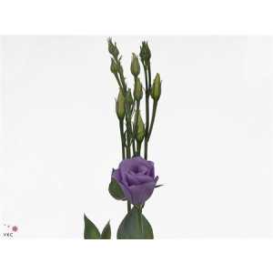 Eust Du Croma Lavender Impr