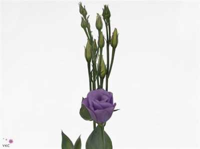 Eust Du Croma Lavender Impr
