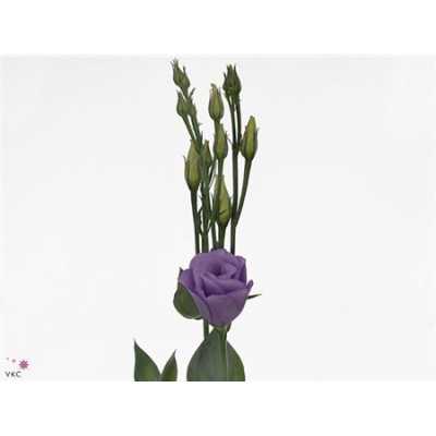 Eust Du Croma Lavender Impr