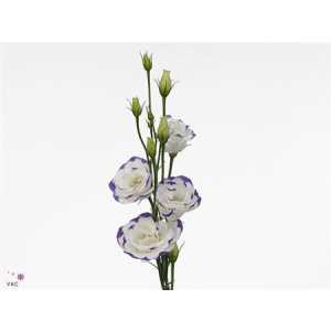 Eust Du Excalibur White Blue