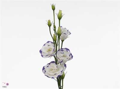 Eust Du Excalibur White Blue
