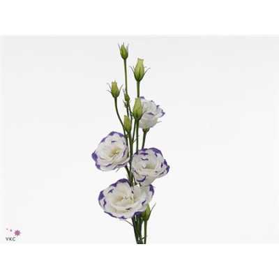 Eust Du Excalibur White Blue