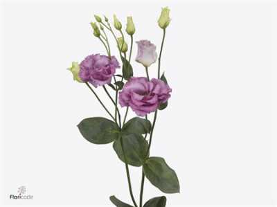 Eust Du Julias Grape