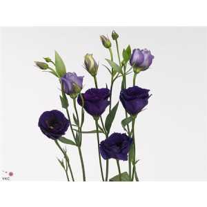 Eust Du Minuet D Purple