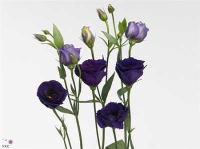 Eust Du Minuet D Purple