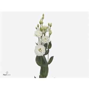 Eust Du Prime White