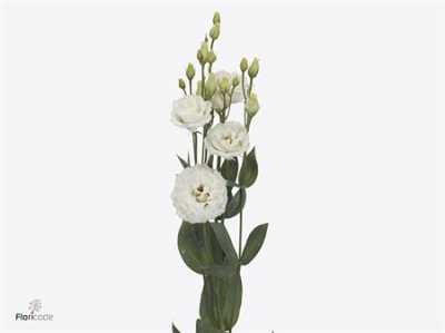 Eust Du Prime White