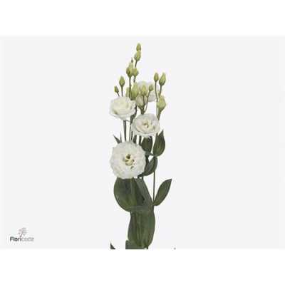 Eust Du Prime White