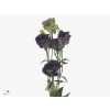 Eust Du Rosanne Black Pearl