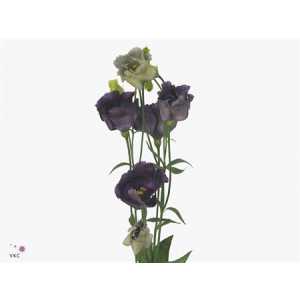 Eust Du Rosanne Black Pearl