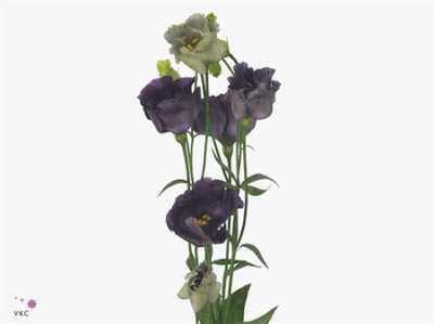 Eust Du Rosanne Black Pearl