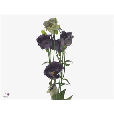 Eust Du Rosanne Black Pearl