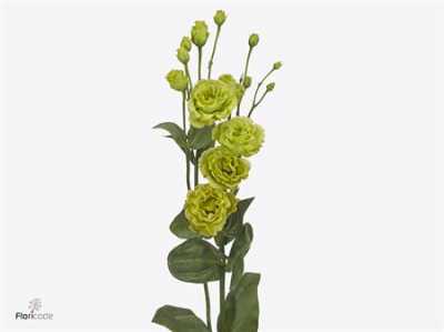 Eust Du Rosanne Green