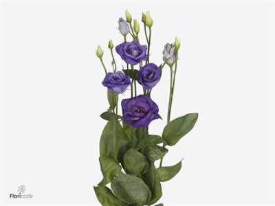 Eust Du Rosita Blue