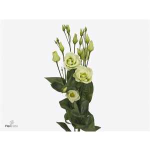 Eust Du Rosita Green