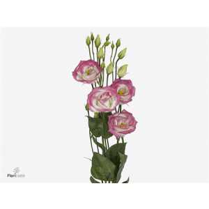 Eust Du Rosita Hot Lips