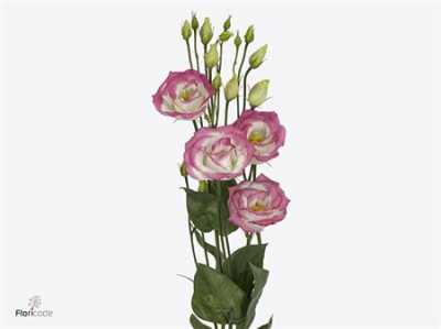 Eust Du Rosita Hot Lips