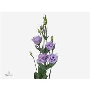 Eust Du Rosita Lavender