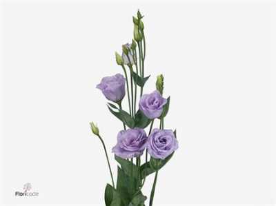 Eust Du Rosita Lavender