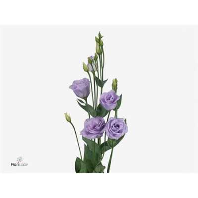 Eust Du Rosita Lavender