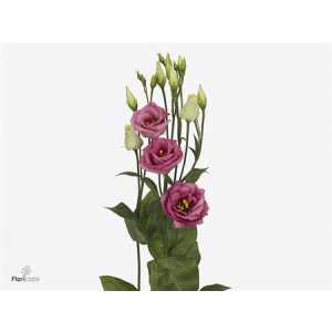 Eust Du Rosita Rose