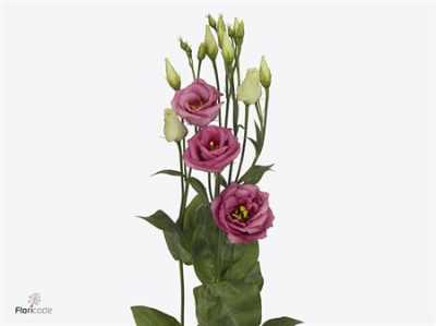 Eust Du Rosita Rose