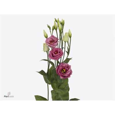 Eust Du Rosita Rose