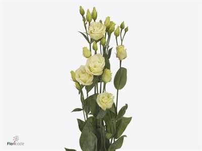 Eust Du Rosita Yellow